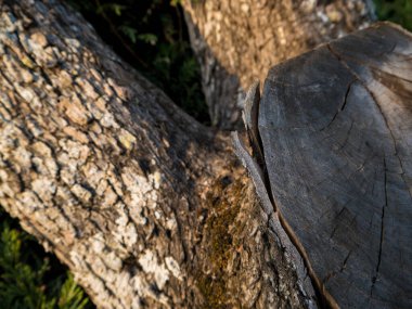 Ağaçtan kesilmiş bir kütüğün ayrıntıları, kabuğu biraz gevşek ve kuru