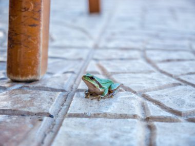 Güneşli bir günde, bir kır evinin arka bahçesinde sandalye ve masaların arasında gezinen küçük parlak yeşil bir kurbağa..