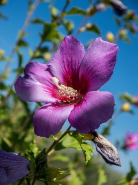Bulanık bir arka planda, kırsalda menekşe çiçeğinin büyük detaylarıyla yakın plan.
