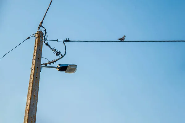 Bird Perched Power Tower Cable Blue Sky Clouds Background — Stock Photo, Image