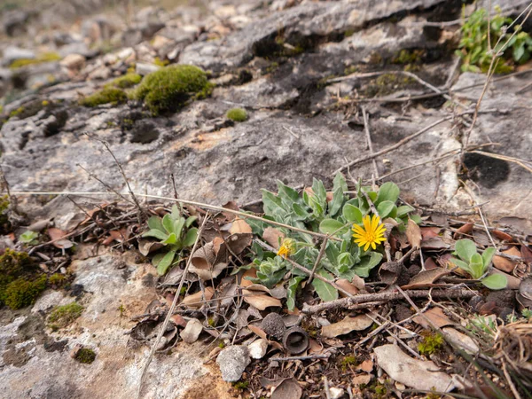 Flores Silvestres Amarillas Que Crecen Entre Las Rocas Del Campo — Foto de Stock
