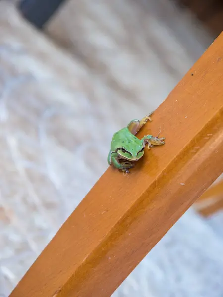Small Bright Green Frog Exploring Legs Chairs Tables Backyard Country — Stock Photo, Image