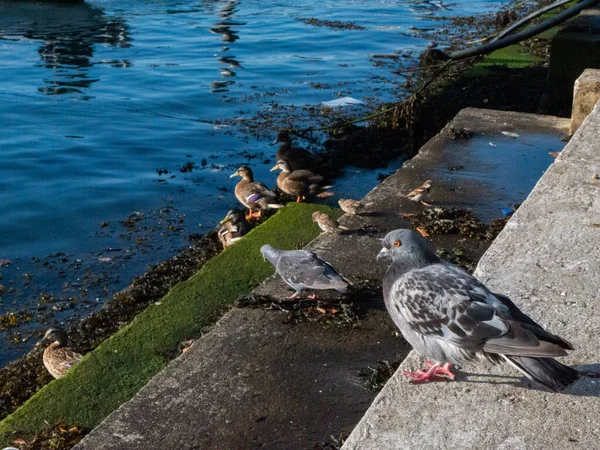 Tauben Und Enten Kühlen Sich Und Suchen Auf Einer Bemoosten — Stockfoto