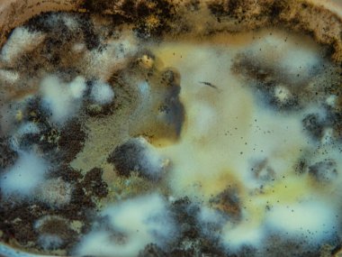 Bozulmuş bir gıdanın yüzeyinde birçok farklı dokuya sahip büyük miktarda küf yetişiyor.