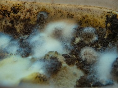 Bozulmuş bir gıdanın yüzeyinde birçok farklı dokuya sahip büyük miktarda küf yetişiyor.