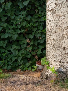 Huzurlu ve sessiz bir bahçe köşesi, yeşil yaprakları olan eski bir ağaç, arkasında küçük bir süs ve arka planda büyük bir çit.