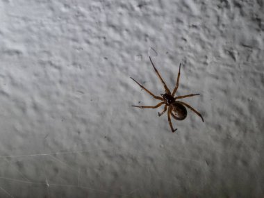 Geceleri yapay bir ışıkla aydınlatılan bir duvara asılı örümcek.