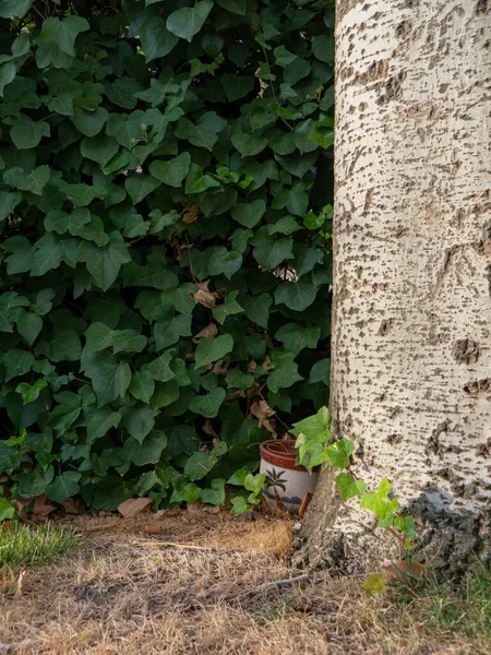 Huzurlu ve sessiz bir bahçe köşesi, yeşil yaprakları olan eski bir ağaç, arkasında küçük bir süs ve arka planda büyük bir çit.