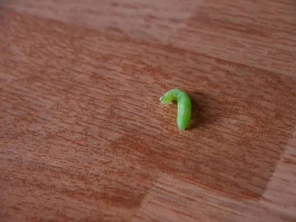 Worm Van Een Zeer Opvallende Groene Kruising Van Het Interieur — Stockfoto