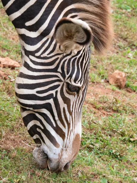 Retrato Uma Zebra Pastando Pacificamente Grama Dos Campos Parque Natural — Fotografia de Stock