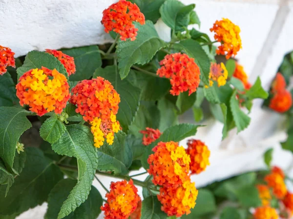 Yapraklarının yeşili ile zıtlaşan ılık kırmızı, turuncu ve sarı renkli çalılar ve içinden çıktığı duvarın beyazı..