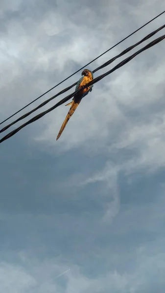 Blue Yellow Macaw Resting Quietly Electric Cable City Summer Sky — Stock Photo, Image