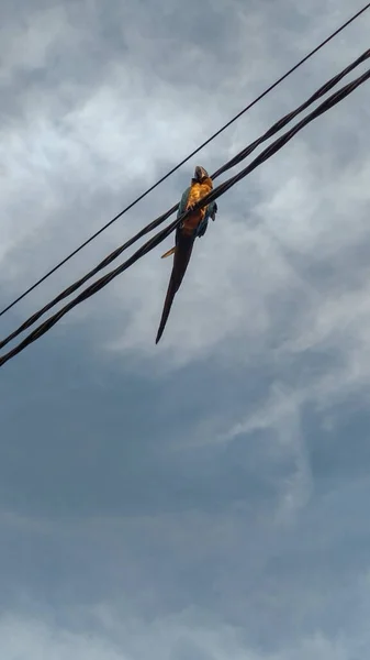 Blue Yellow Macaw Resting Quietly Electric Cable City Summer Sky — Stock Photo, Image