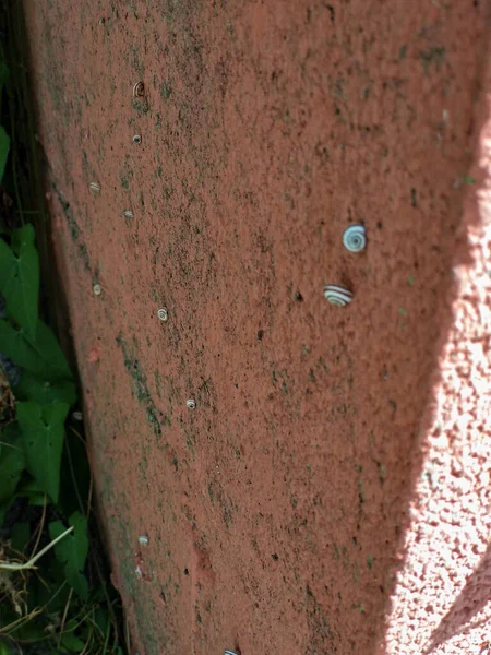 Sommige Kleine Slakken Rusten Schaduw Bevestigd Aan Een Ruwe Muur — Stockfoto