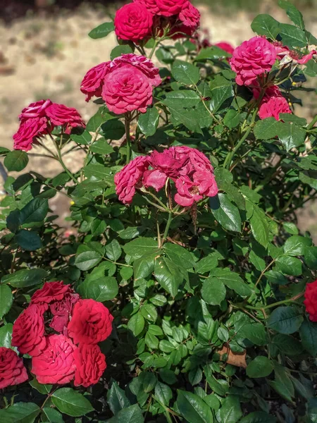Rosa Pion Buske Med Ljusa Gröna Blad Blommar Solig Sommardag — Stockfoto