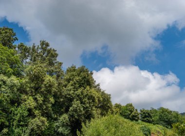 Önünde ağaçlar olan, bulutlu, mavi bir yaz gökyüzü olan parlak bir manzara.
