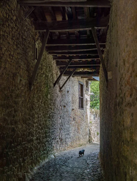 Hund Läuft Durch Eine Alte Dorfgasse Mit Felswänden Und Fußboden — Stockfoto