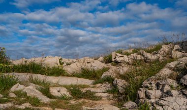 Mavi bir yaz gökyüzünün altında, bir sürü kayayla birlikte bitki örtüsü büyür.