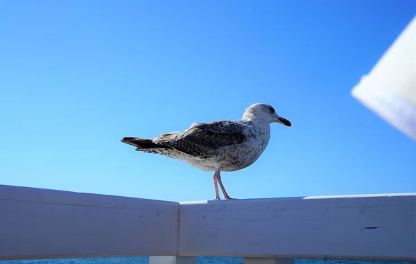 Vogel Fliegt Strand — Stockfoto