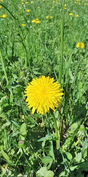 Groene Planten Tuin — Stockfoto