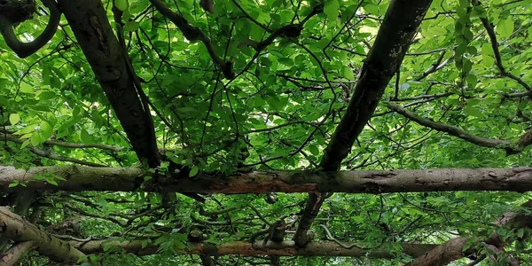 Ein Dach Aus Blättern Und Wurzeln — Stockfoto