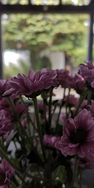Kwiaty Domu Jako Dekoracja — Zdjęcie stockowe