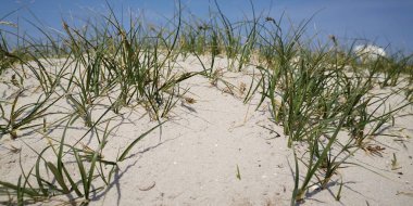 Kuzey Denizi'nde kumlu plaj