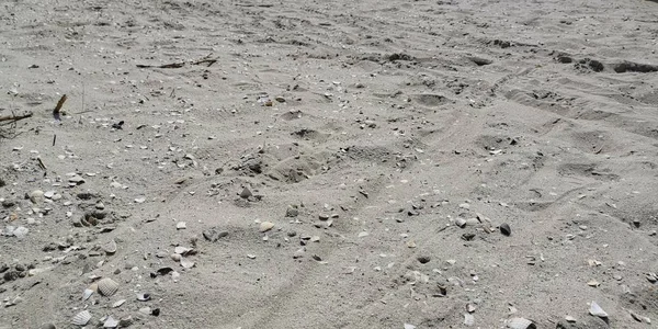 Песчаный Пляж Северном Море — стоковое фото