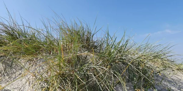 Deniz kumullarında güneşli bir gün