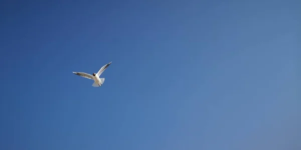 Eine Möwe Flug — Stockfoto