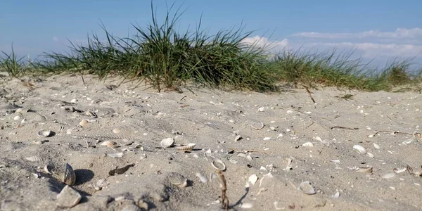 Deniz kumullarında güneşli bir gün