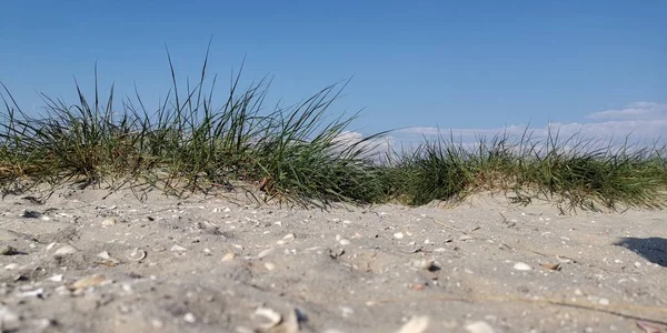 Solig Dag Sanddynerna Vid Havet — Stockfoto