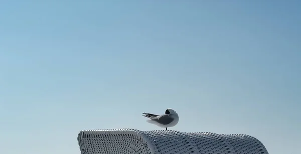 Eine Möwe Strand — Stockfoto