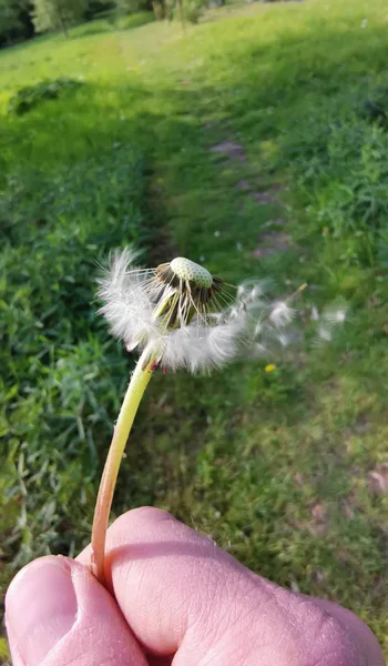 자연에서 여름에 민들레 — 스톡 사진