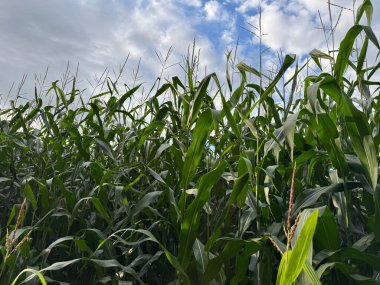 Bahçedeki yeşil mısır tarlası