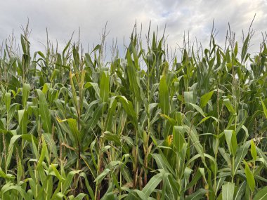Kırsaldaki güzel mısır tarlaları
