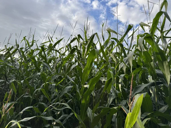 Bahçedeki yeşil mısır tarlası