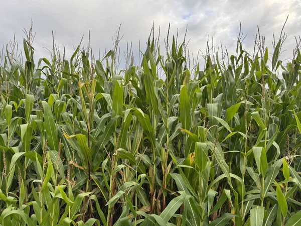 Kırsaldaki güzel mısır tarlaları