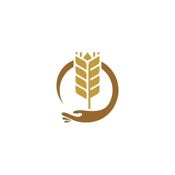 Wheat Care Λογότυπο Σχεδιάζει Διάνυσμα Έννοια Γεωργία Grain Λογότυπο Σχέδια — Διανυσματικό Αρχείο