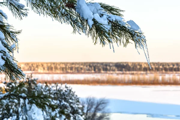 Eiszapfen Kiefernzweigen — Stockfoto