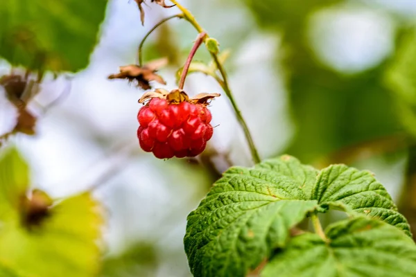 Rote Reife Wilde Himbeeren Auf Einem Zweig Mit Grünen Blättern — Stockfoto