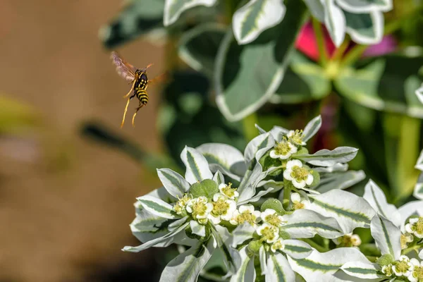 Guêpe Décolle Une Fleur Blanche Gros Plan — Photo