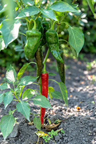 red and green bell pepper grows on a Bush in the garden