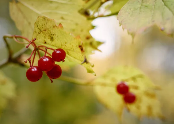 Bayas Viburnum Una Rama Bosque Otoño Primer Plano Con Fondo — Foto de Stock