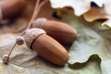 meşe palamudundan sarı yapraklar yakın çekim yalan