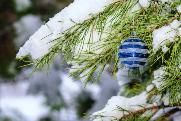 Beautiful Christmas Toys Hanging Snow Covered Pine Branch Outdoors — Stock Photo, Image
