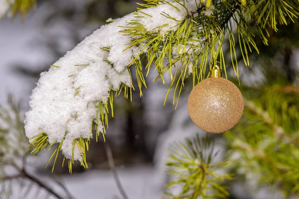 Beaux Jouets Noël Suspendus Sur Une Branche Pin Couverte Neige — Photo