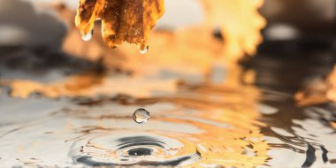 Sonbahar yapraklarının arkaplanından süzülen bir damla su, yakın plan.