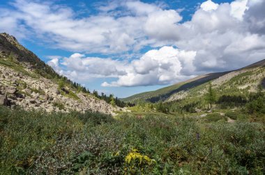 Yeşil ağaçları ile Altai mountains ve mavi gökyüzü bulutlu yaz peyzaj