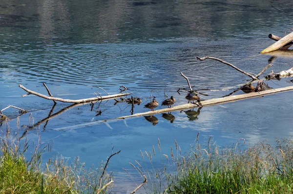 坐在湖中树枝上的野鸭 — 图库照片